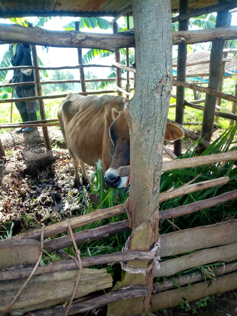 NCPD Rwanda (@ncpdrwanda) on Twitter photo from 20-25 May 2019 NCPD staffs are monitoring and evaluating the Cooperative and Centres getting the support from National Council Of Persons with Disabilities.<a href="/NyabihuDistrict/">Nyabihu District</a> from 20-25 May 2019 NCPD staffs are monitoring and evaluating the Cooperative and Centres getting the support from National Council Of Persons with Disabilities.<a href="/NyabihuDistrict/">Nyabihu District</a>