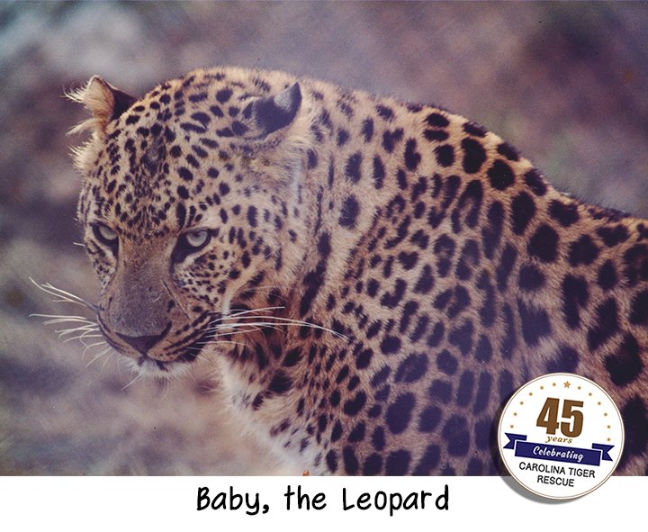 NCTigerRescue's tweet photo. Baby was a leopard confiscated when the owner when he took the leopard for a walk on a leash at a shopping mall in Ohio.  He was rescued as a cub in 1988 and brought to the sanctuary where no shopping crowds would scare him. #PredatorsNotPets #TBT #CarolinaTigerRescue https://t.co/sLWylu0JOr