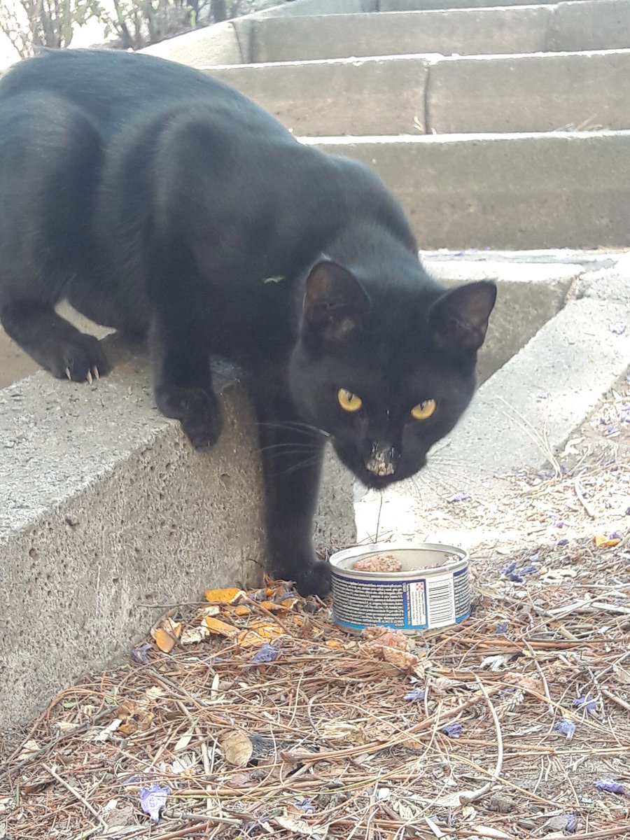 ReynisRosas's tweet photo. Este guapo vive en el Parque cerca de mi trabajo, lo llamo Démian. Intento alimentarlo todas las mañanas, excepto fines de semana. Aunque su hogar es el Parque me gustaría que alguien lo adoptara de forma responsable. Todos los días temo por su vida ¿Alguien? @MascotasSismo https://t.co/6YbLVwG9xm