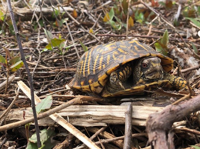 Happy #WorldTurtleDay from this cute friend!