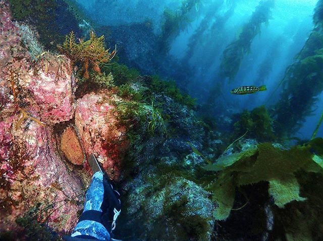 kelpqueso's tweet photo. Poppin’ Abs for SciEeeNce. - This green #Abalone off Catalina Island was one of many brought aboard our research vessel for spawning treatments. She made it back safe and sound right after :)
-
-
#ReadWithNachoLibreVoice #getthatcornouttamyface #Abs4Days https://t.co/Th2c3yrEB7