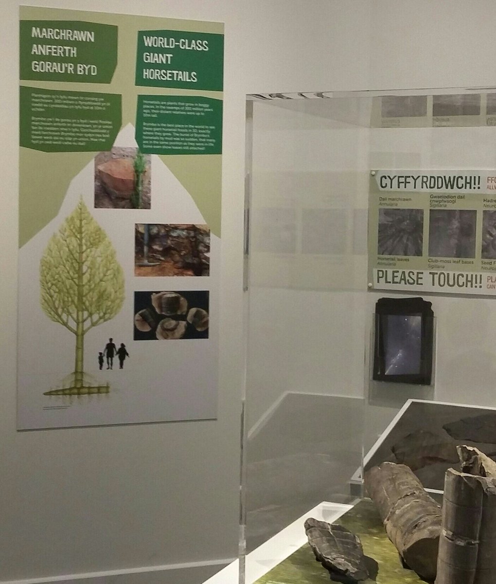 Today, I visited the Fossil Swamp exhibition <a href="/Museum_Cardiff/">Amgueddfa Caerdydd</a> to see the giant 3D Stigmaria and other beautiful plant fossils from @brymboheritage. Fun to see my reconstruction of Calamities on the wall too! More Carboniferous plant illustrations here swga.org.uk :-)