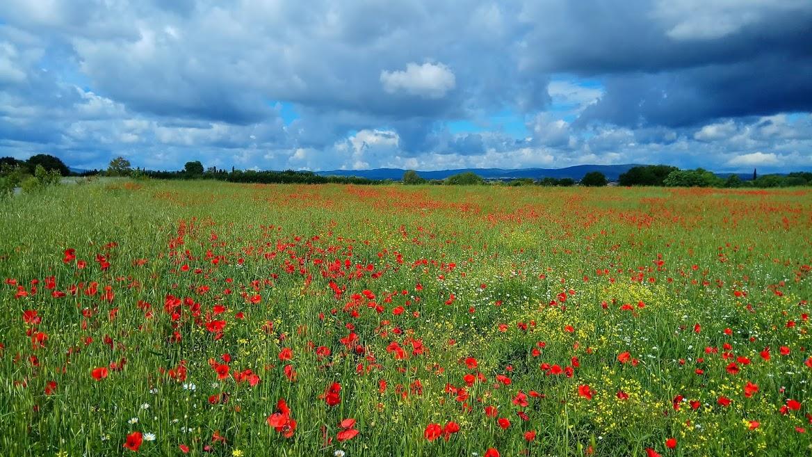 Trpel_com's tweet photo. Tuscan poppies #Tuscany #Italy #Flowers https://t.co/wrqgRnO6vu