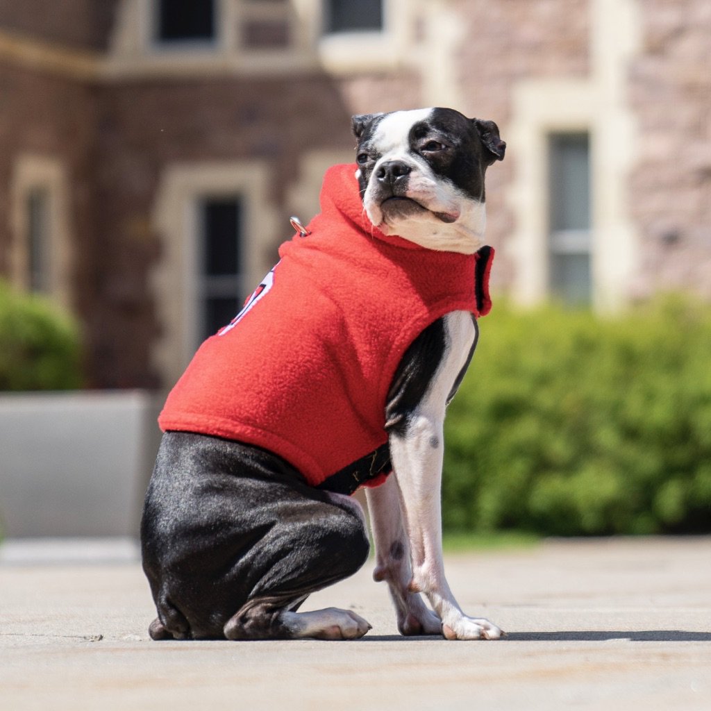 usdcharliestore's tweet photo. Our furry friend Oliver is feeling fabulous in his Yote gear. β€πΎ
Shop his look here πhttps://t.co/v6oY67VrY9 #StyledByCharlies #YoteLife #DogsOfUSD https://t.co/SgLpAo5I8q