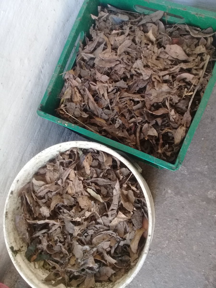 NatyTalleres's tweet image. Estoy chocha con mi #Compost esta siendo tan fácil esto de  #Compostar. Las dos primeras de 4 😱 que ya están transformándose. Gracias x los consejos @lalocadeltaper