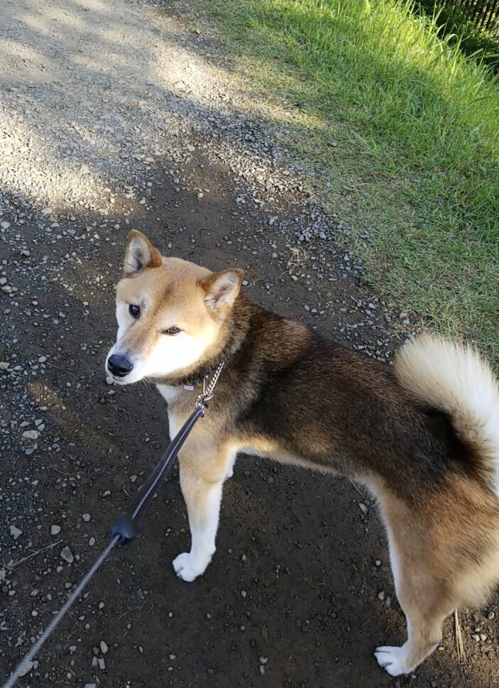 柴犬 ゴンぞう みんな おはゴ ン٩ ۶ 今夜パパに会える 夏毛のボクは どんどん 背中が 黒くなる 実父が黒柴 実母茶柴 近所でも評判 背中が黒い子 今週末は 日本犬の祭典 那須ハイランドパーク ラフォーレ那須ドッグコテージ