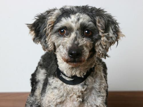 fostertoforever's tweet photo. Trixxy the mini poodle looks like cookies and cream ice cream -- and she's just as sweet! Be patient with her, and she'll be loving with you! @SHHAnimalRescue #Trixxy #miniaturepoodle #poodle #purebredinrescue #breederrelease #adoptable #AdoptDontShop #Minnesota https://t.co/0fww2B7p3k