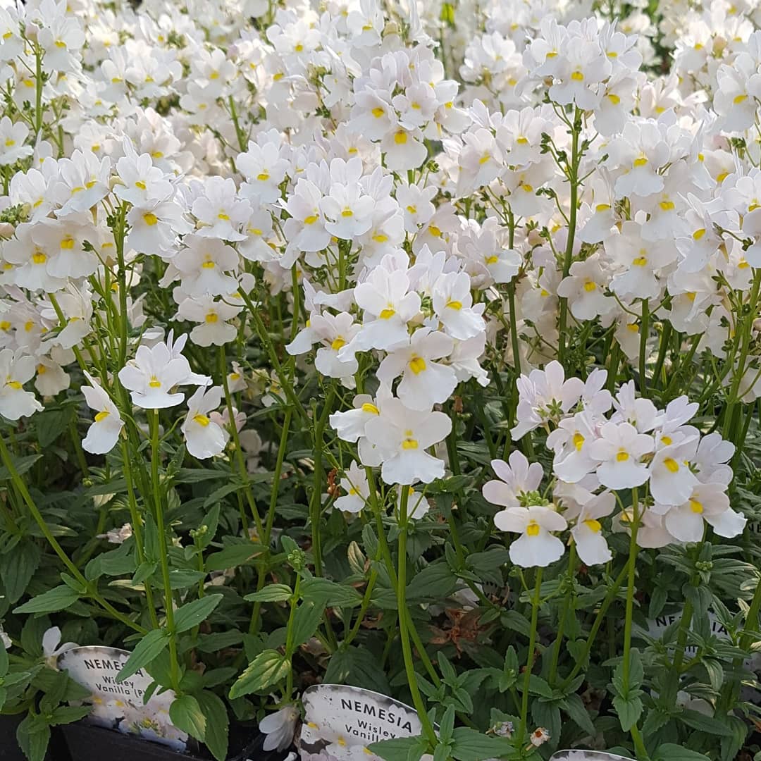 Nemesia is a personal favourite. So pretty and highly fragrant. £1.50 each. 
Who has picked up some of these this year? 
#homegrown 
#flowers #flower #pretty #nemesia #scented #scentedflowers #gardenlover #garden #gardening #gardener