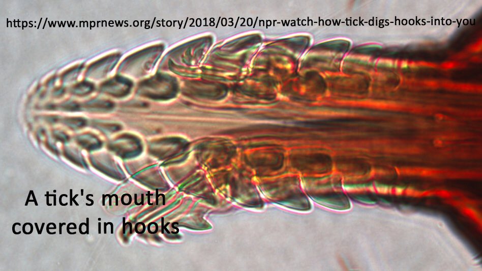 Rola Ali, MD tweet media