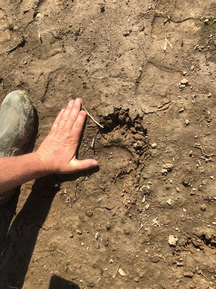 MarlowWiggins's tweet photo. It’s getting really rough in Jackson county. Started out with all the rain, then the alligators showed up, and now to top it off the bears are here. Guy got to be careful around here. https://t.co/qhV3i19Arc