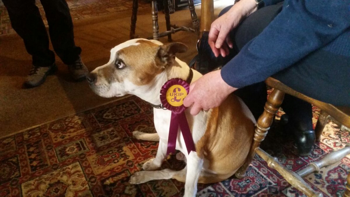 UKIP's tweet photo. Bengy voted UKIP tonight! 🐶💜
#imvotingUKIP #VoteUKIP https://t.co/LOfrjS67Es