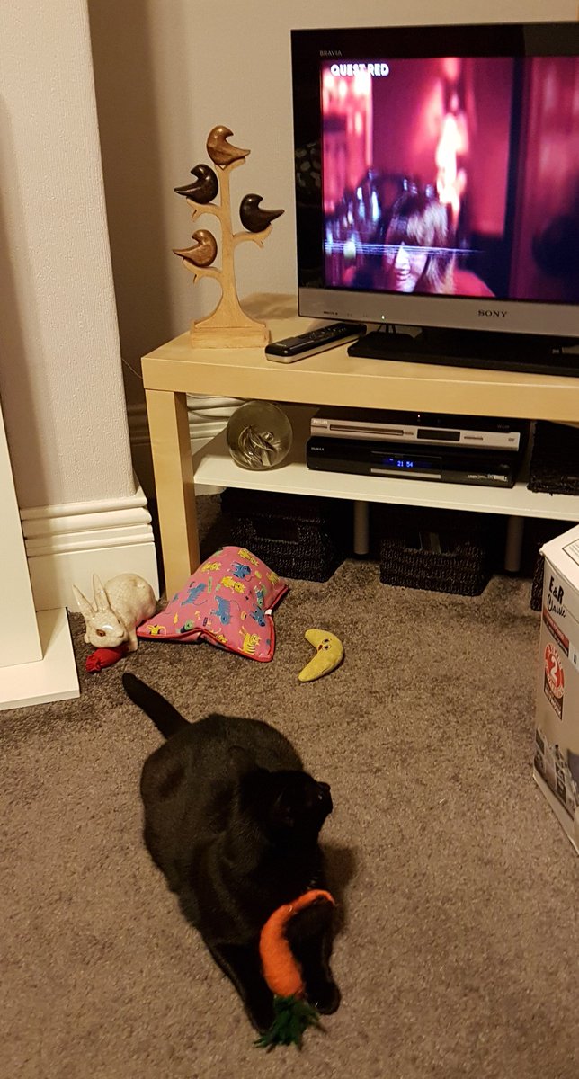 FountainSherbie's tweet photo. Well the cat seemed to enjoy it anyway...#HauntedThursday https://t.co/GcYuRlfSZp