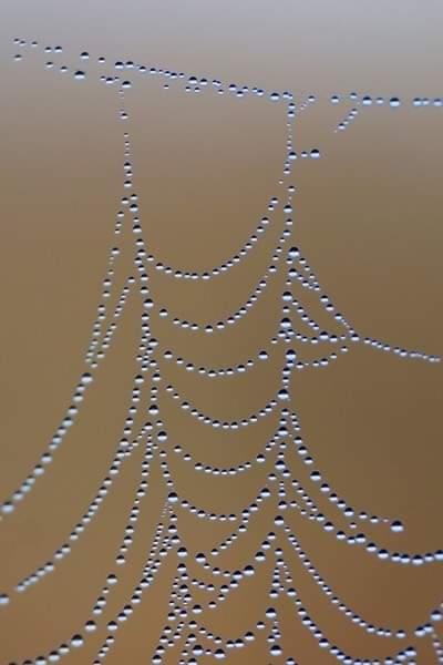 Dauwtrappen met de boswachter.
Donderdag 30 mei is het weer zo ver:Braakman-noord verkennen samen met de boswachter! Aansluitend staat er een smakelijk ontbijtje klaar in de Braakman boerderij.

Wandel je ook mee? Boek dan snel je plekje online! 
staatsbosbeheer.nl/activiteiten/z…