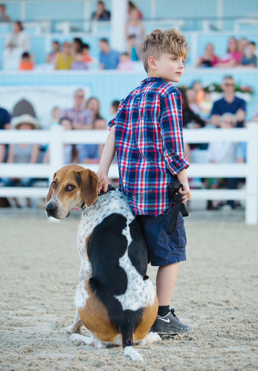 Devon Horse Show tweet media