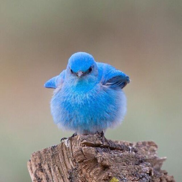kimberlygrigsby's tweet photo. Yesterday was wonderful. Today is a great proof for Newton’s Third Law of Motion-For every action.... #RuffledFeathers #FridayPlease #Balance https://t.co/1rBFRLqlLK