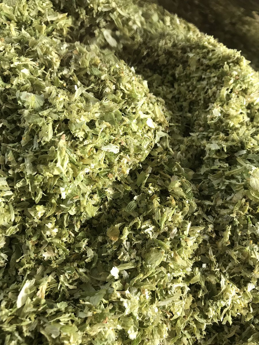 Fresh ground hop powder! Smells fantastic.  Testing packaging options this week.  Our hops are dried and vacuum sealed within hours of harvest for maximum freshness. #ABHops
