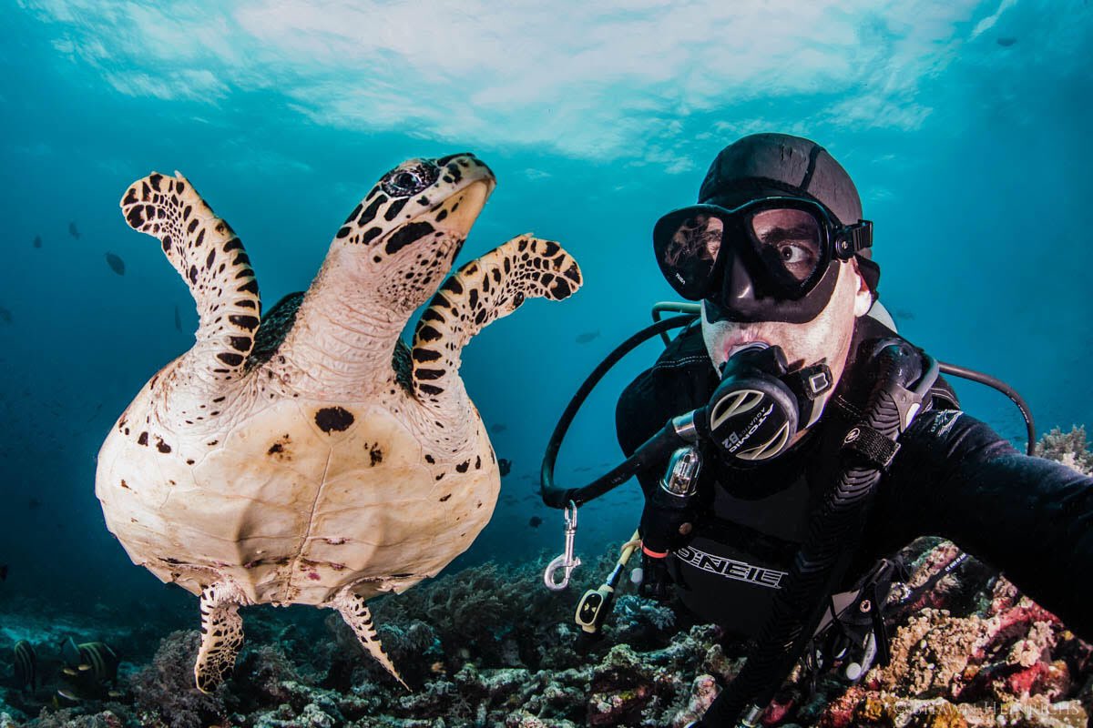 shawnheinrichs's tweet photo. Happy #WorldTurtleDay from Giselle, the resident &amp; extra friendly Hawksbill Turtle near @misoolecoresort who has become an ambassador for so many divers about the vulnerability of the oceans &amp;the conservation of marine life. 💚🐢 @misoolecoresort @bluespherefdn @Sea_Legacy https://t.co/rQiQLhS1vS