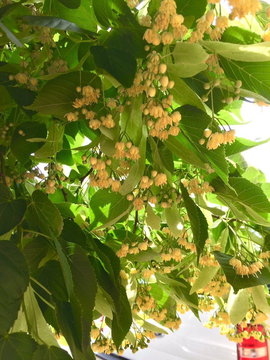 HobanGirl's tweet image. “There's a stain on my notebook
Where your coffee cup was
And there's ash in the pages
Now I've got myself lost” — Squeeze

On the run out and about ... #80sTunes #GardenFlat #QueenStreet #sumac ... May sure is fragrant in #NorthOldTown. #HomeSweetHome