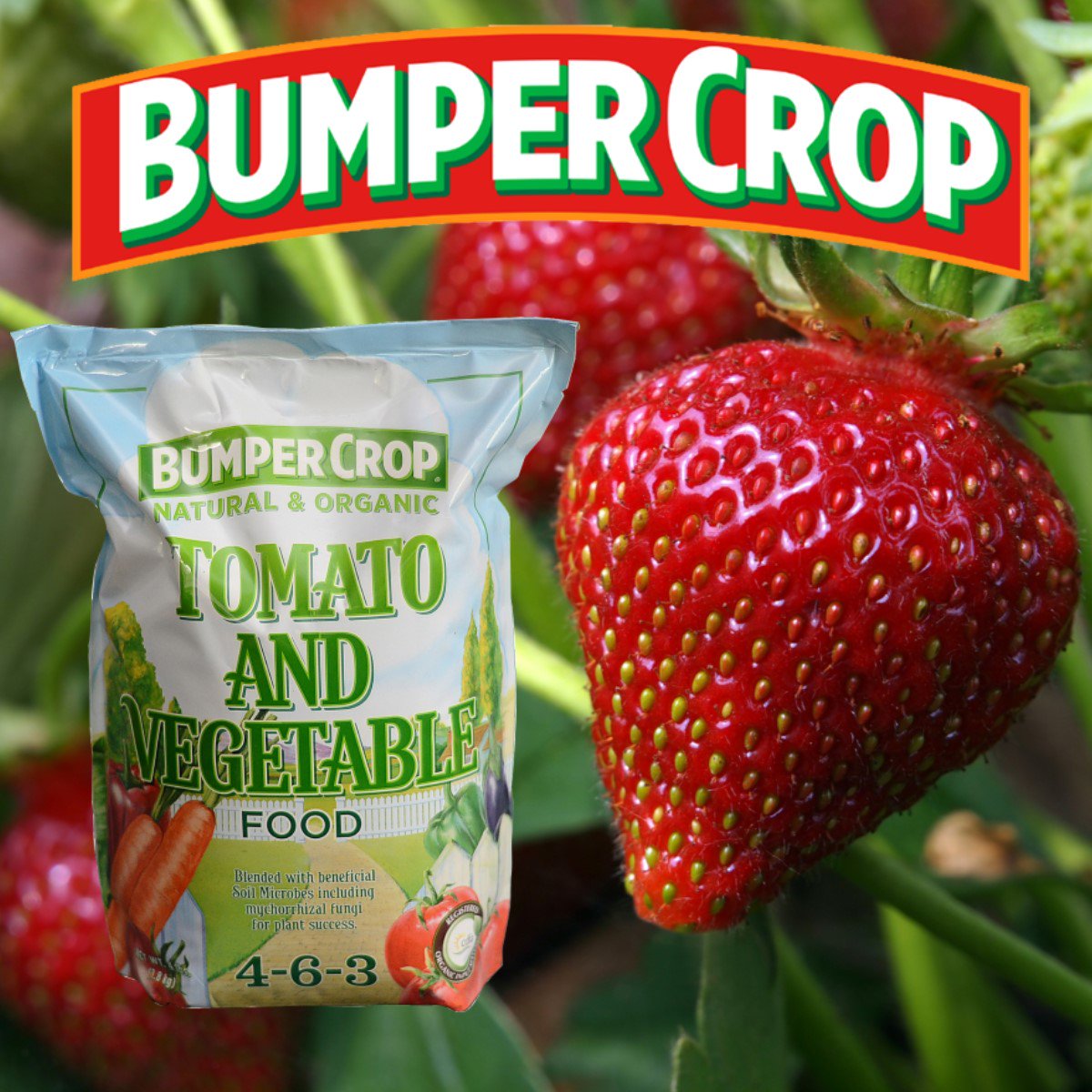 Master_Nursery's tweet photo. Bumper Crop Tomato and Vegetable Food (4-6-3) is a blend of select natural ingredients formulated for use throughout the vegetable garden and with soft fruits (like #strawberries). Learn more: https://t.co/WezKb0TWVU @coastofmaineorg https://t.co/6vd8jVwexS