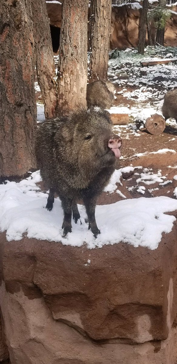 VisitWilliams's tweet photo. Snow on May 23 in Arizona? Yep. It happened. @TODAYshow https://t.co/rALJIrHQ16