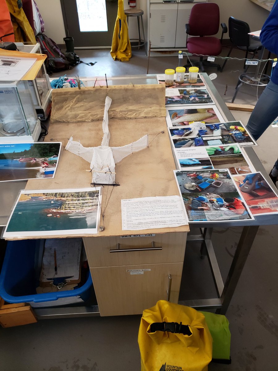 R_mmoore's tweet photo. And here are some snaps from the fish lab where @IISD_ELA researchers monitor fish movement, impact of contaminants like #mercury, impact of #climatechange and have developed techniques that enable fish to live through many of these tests. E.g. #gastriclavage delivers #fishpuke https://t.co/9iSWWVjbam