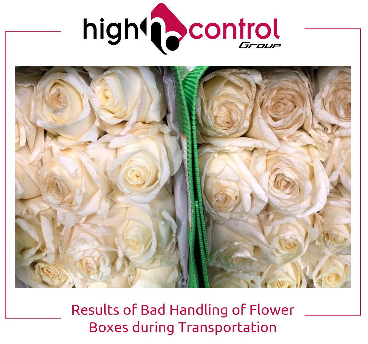 highcontrol's tweet image. highcontrolgroup.com/bad-handling-o…
#TBT
2 most frequent claims at the destination of the flowers are: Botrytis and Damage.
#HighControlGroup #HighControl #Damage #FlowerDamage #DamagedFlower #Transportation #FlowerTransportation #Ecuador #Colombia #Quality #QualityControl #QualityInspection