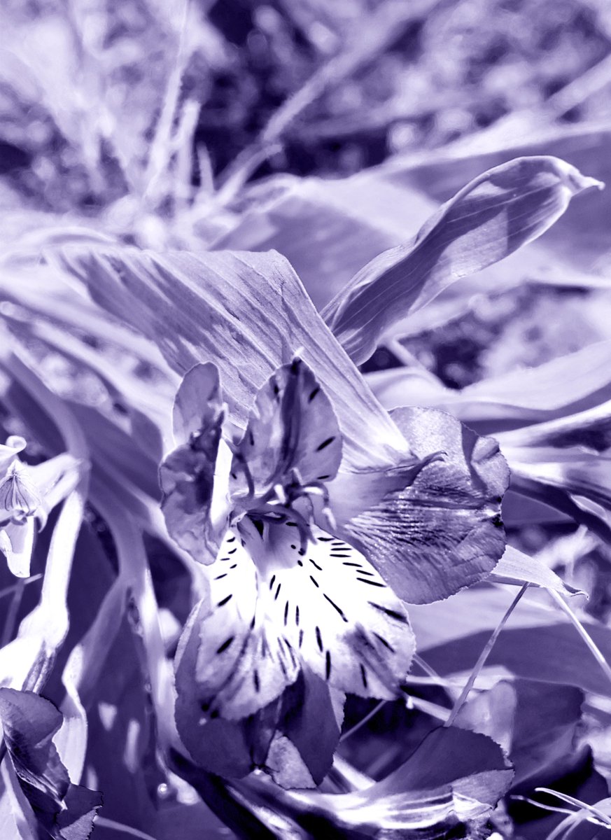 Short classes after testing but finding time for some experimentation in Photoshop!  <a href="/grcollegiate/">Green Run Collegiate</a> <a href="/grc_art/">GRC Art & Digital Photography</a>