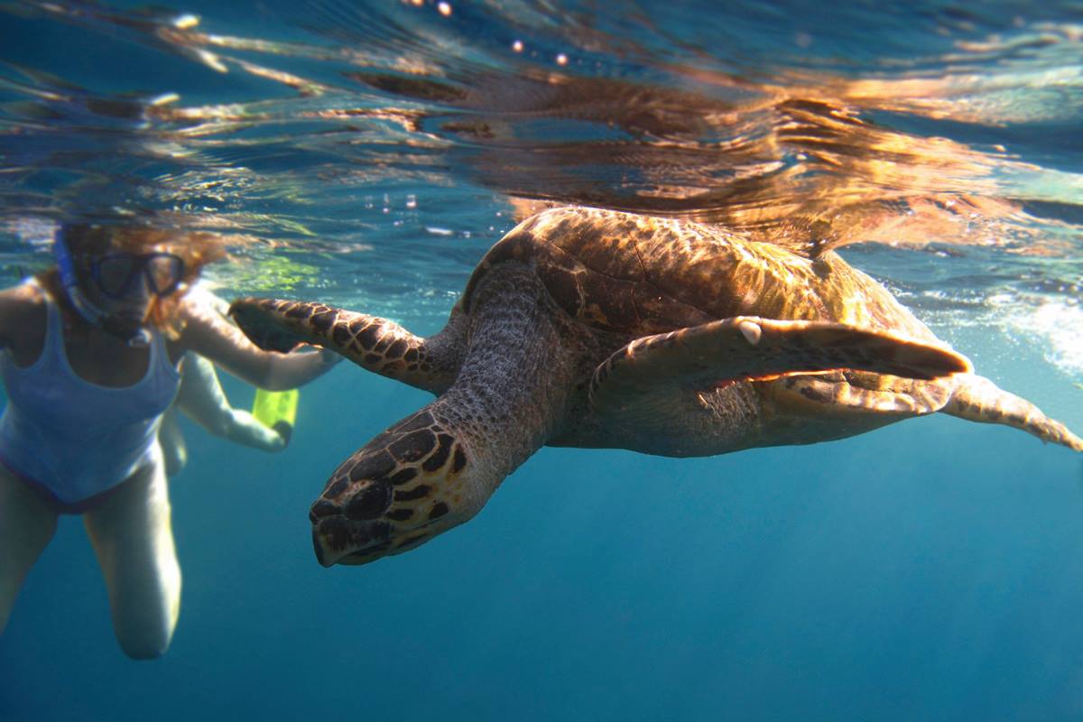 #HappyWorldTurtleDay! 🐢🐢🐢 A few of the hawksbill sea turtles call #SandyLane #Barbados their home and are known to nest and hatch on our beach. You may also get the opportunity to see and mingle with these gentle animals whilst swimming in our bay.