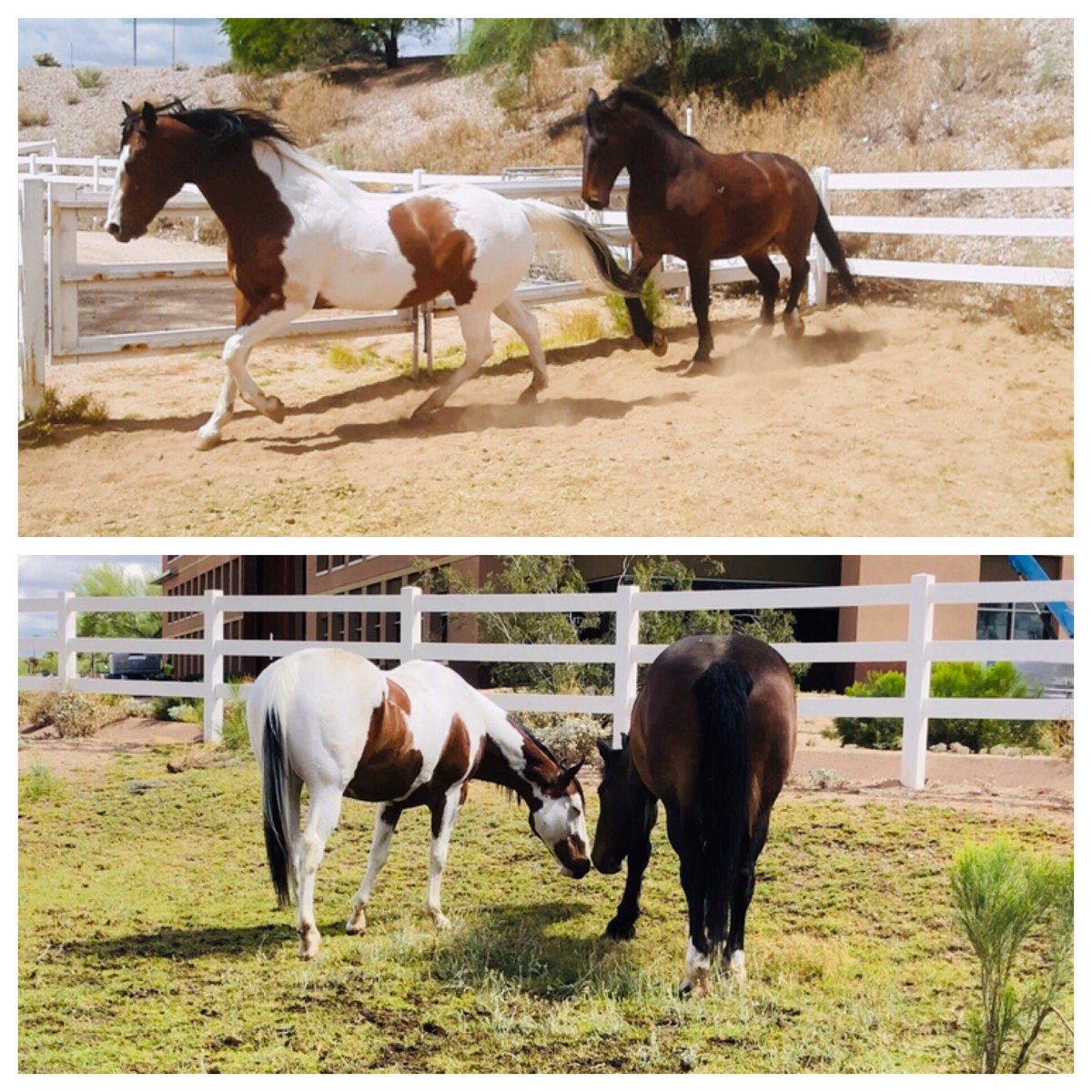 ScottsdalePD's tweet photo. The SPD Mounted Unit horses are enjoying this abnormal and amazing weather we are having. Horses Big Ben and Koda are taking full advantage of some playtime in the pasture. #spdmountedunit https://t.co/RmlX3Y5ViW