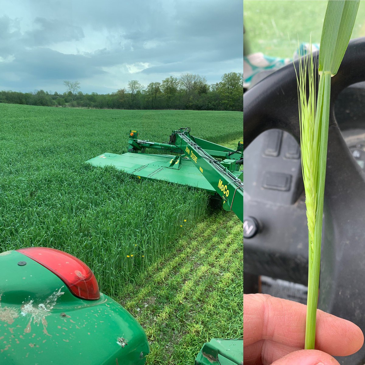 Cereal rye for forage. At the stage where I can’t wait for a better stretch of weather to take off.