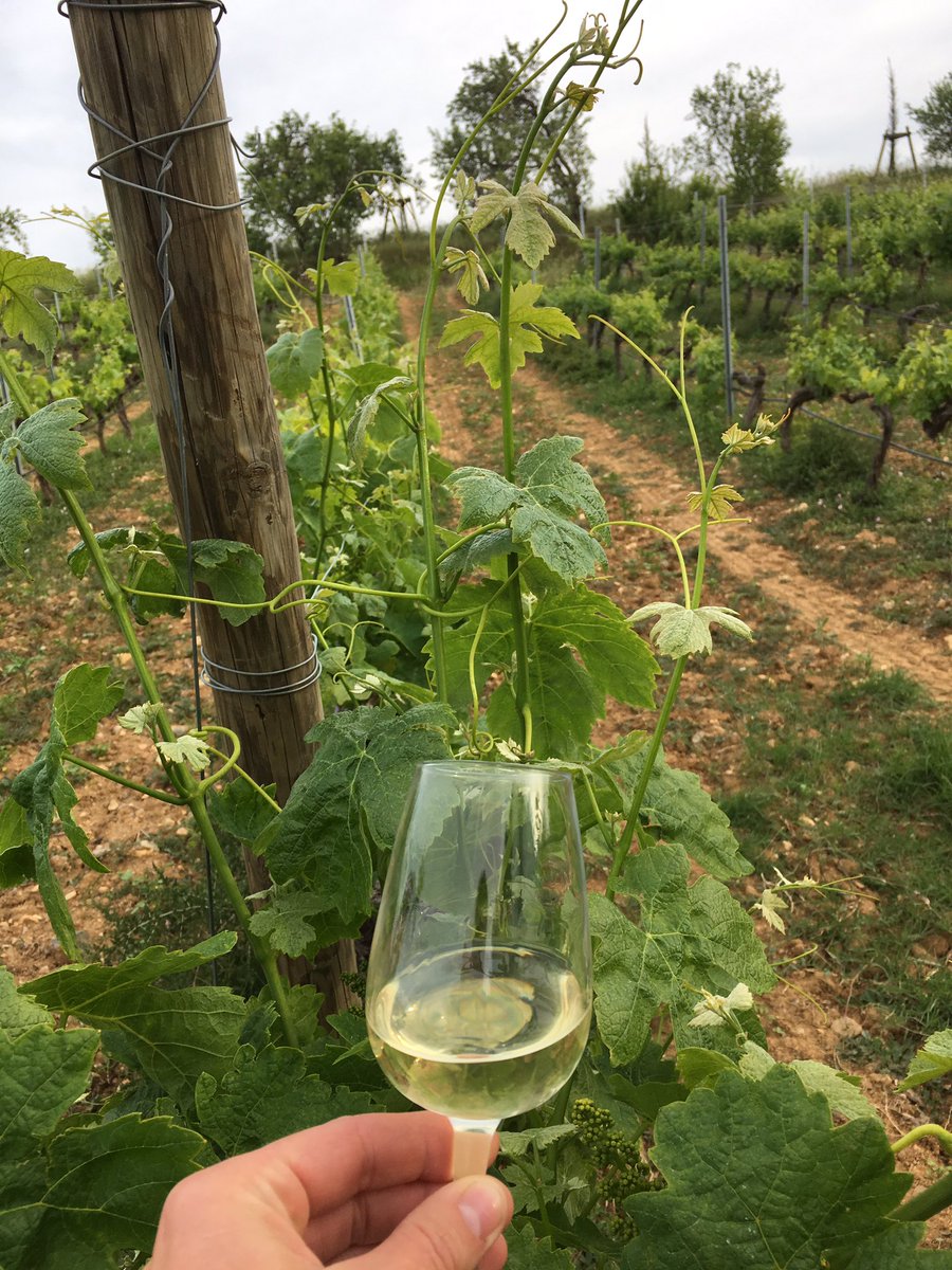 CoralieHALLER's tweet photo. #danslevifdusujet @AFMaTorg #afmat2019 / mise en pratique indispensable / #rivesaltes #dégustation @DomaineRombeau #ChaireVinTourisme @Charlotte_Massa @NathalieMaumon @EMStrasbourg https://t.co/7BlGJmpGZ4