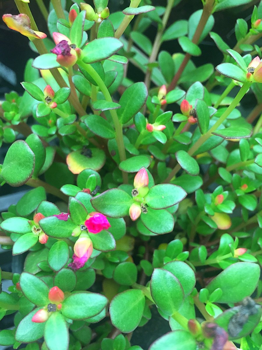 Purslane is a hardy annual that can be grown indoors year round. 
The leaves are also edible 😀💚😀
.
.
.
#plantlady #houseplants #annuals #plantsmakepeoplehappy #greenthumb #plantsplantsplants #indoorplants #gardencenter  #flauntyourleaves