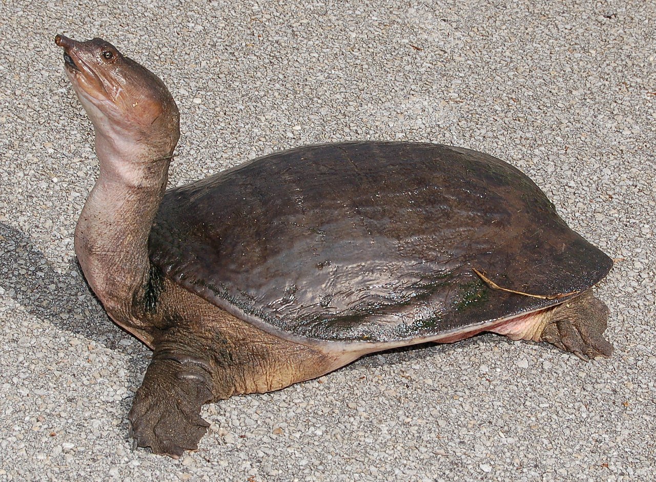 🎃Elle-O-Ween🎃 on Twitter: "FLORIDA SOFTSHELL TURTLE (Dec 22-Jan 19)  You're either all the way out there or entirely withdrawn. There's no  in-between. You're a case study in extremes. You try your best