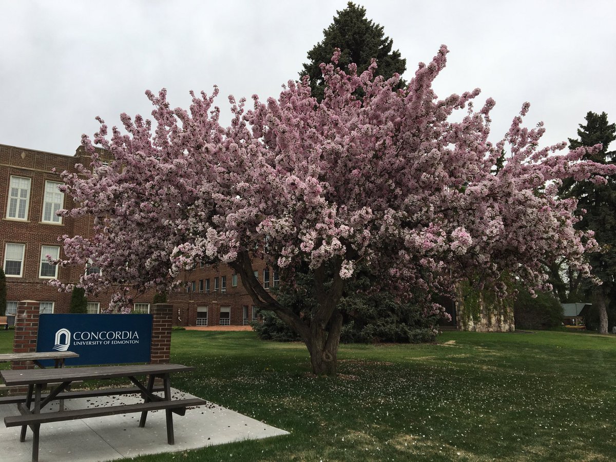 A gorgeous welcome to ⁦<a href="/CUEdmonton/">Concordia Edmonton</a>⁩ today! Thanks for inviting us to learn about how AI is improving CT scan technology.