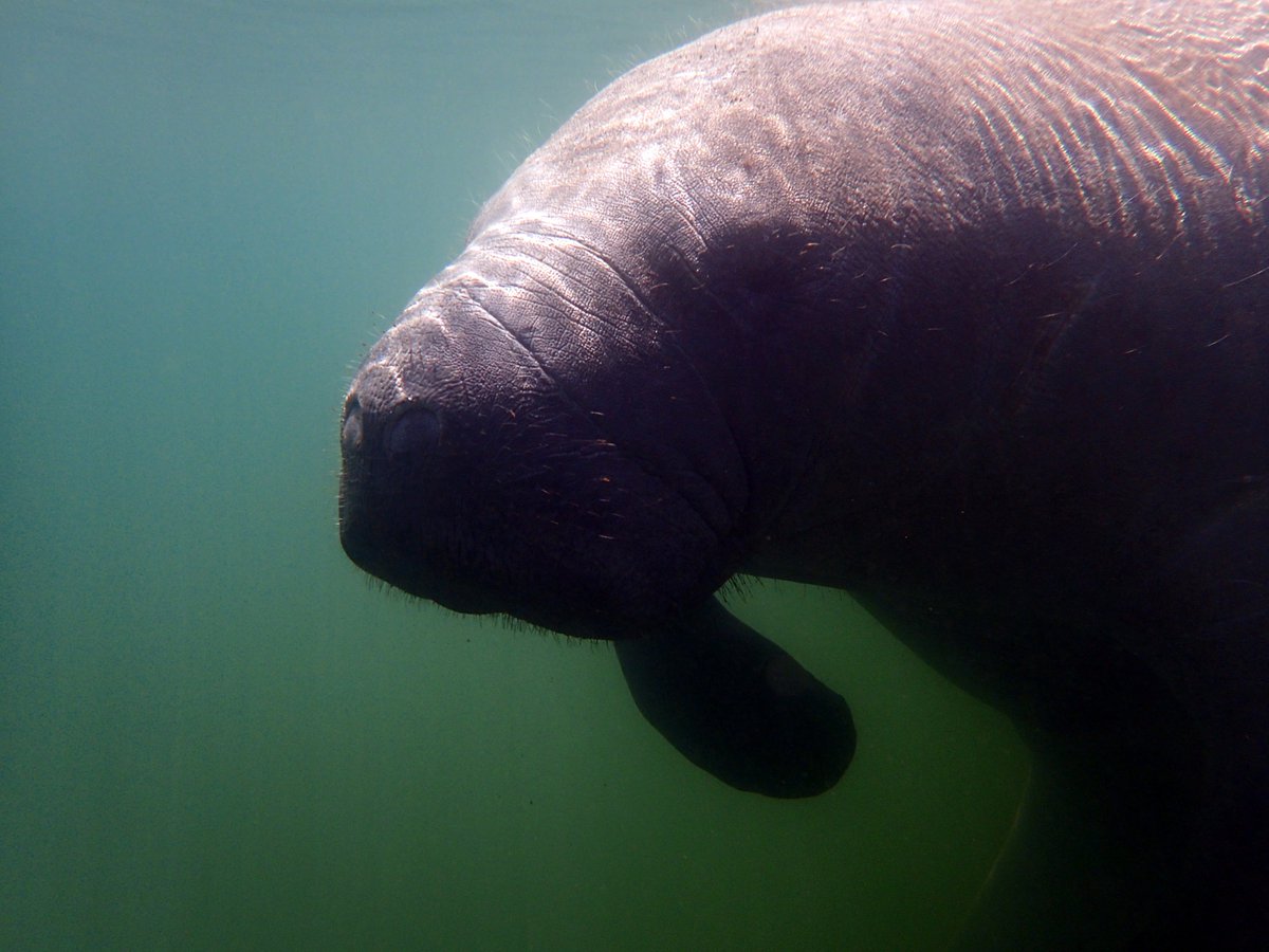 Come enjoy the sunshine with these gentle beautiful giants, and make lifetime memories!  #cuteasabutton#gentlegiants