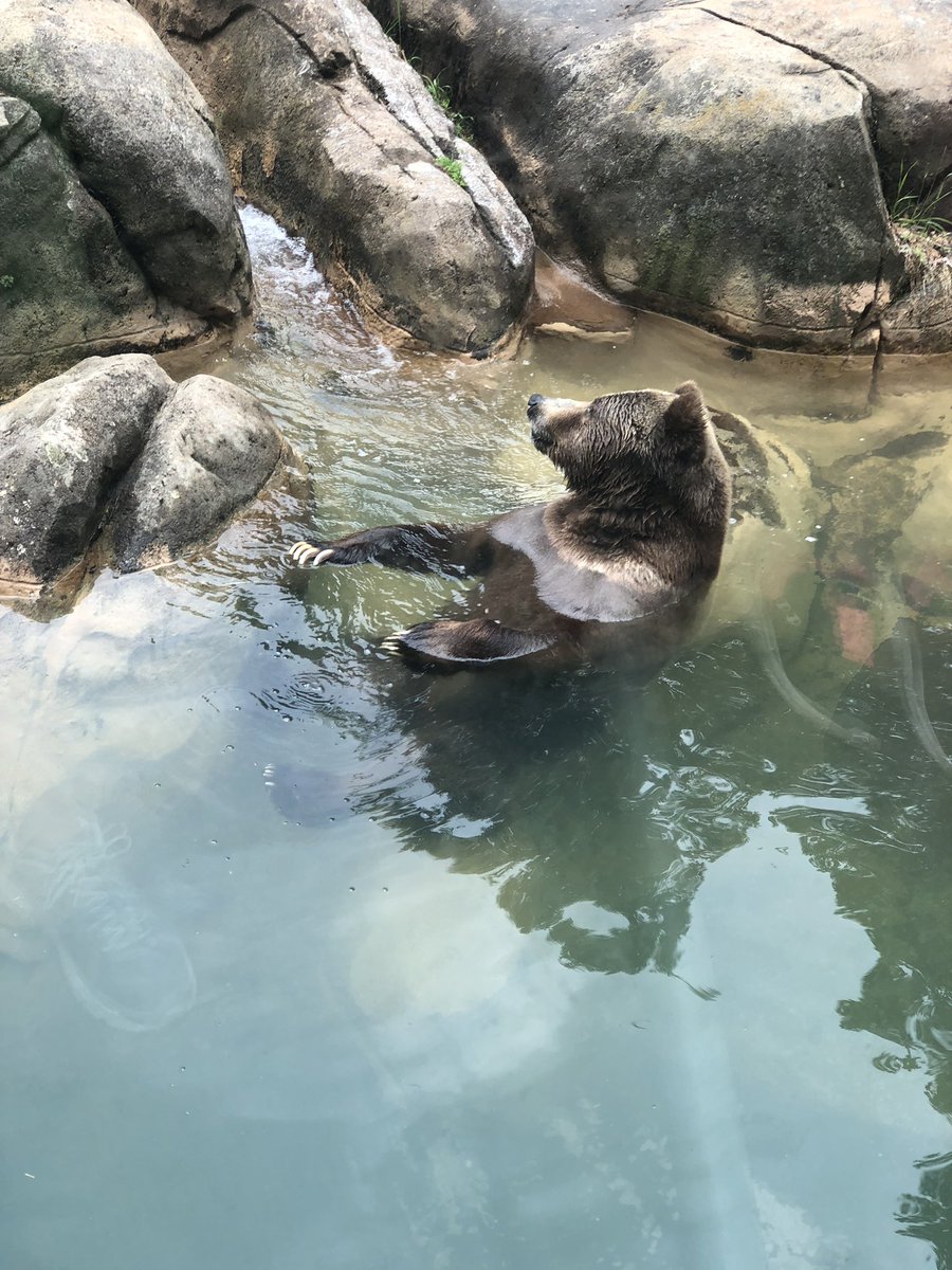mlasater's tweet photo. What a funday with @Smith_Seabees exploring the @NCZoo https://t.co/n9d5sLmhq7