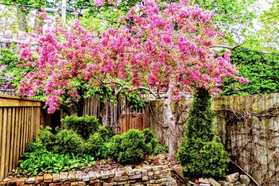 urbaneer's tweet photo. Pretty #CherryBlossoms in #Cabbagetown - #Toronto #TorontoRealEstate #SpringInToronto https://t.co/nVDcY1zZqn