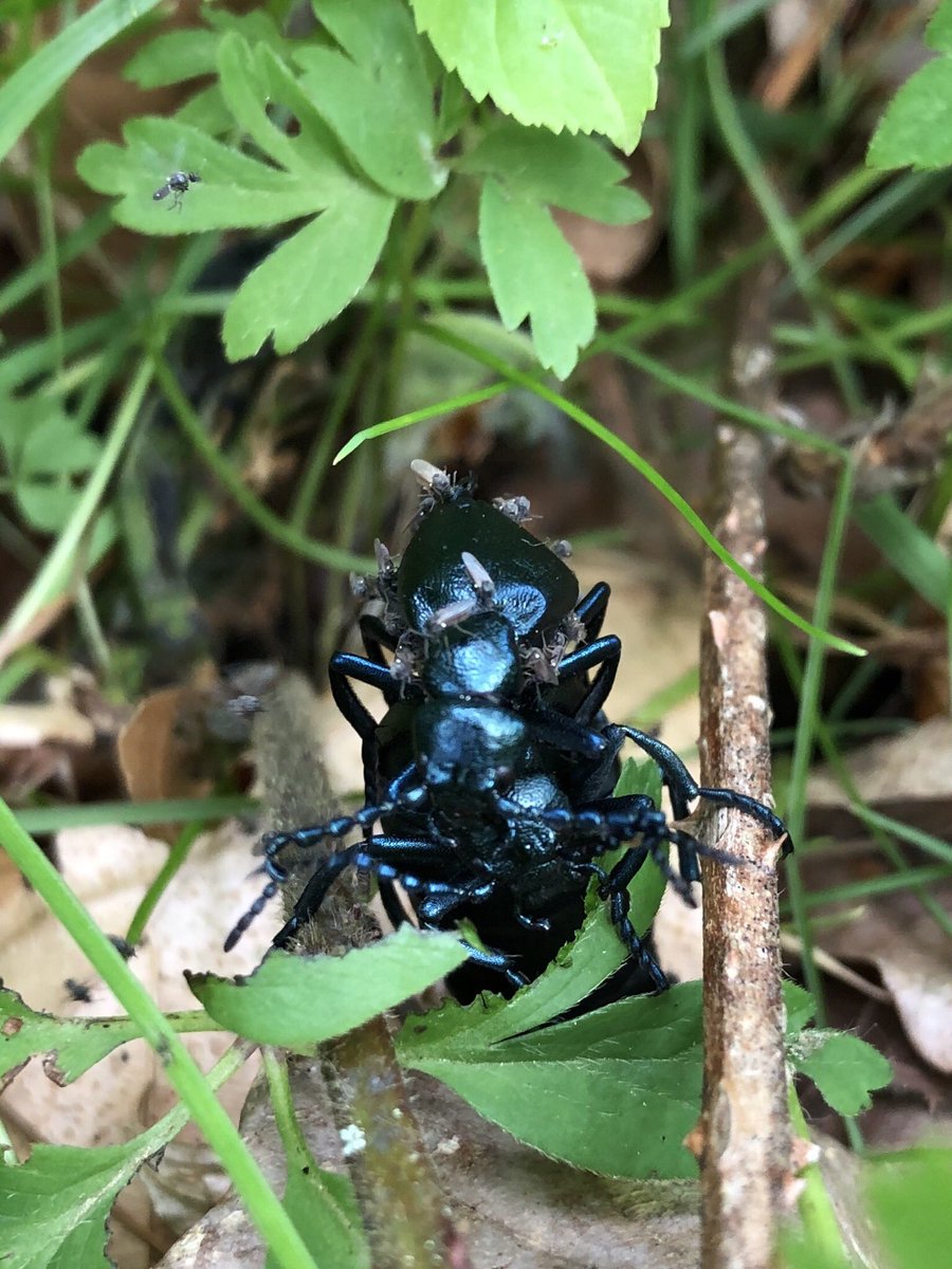 FingleWoods's tweet photo. In the world of #Dartmoor #Nature it appears there is no peace, even for this pair of mating Violet Oil beetles... https://t.co/AZsBusVZPQ