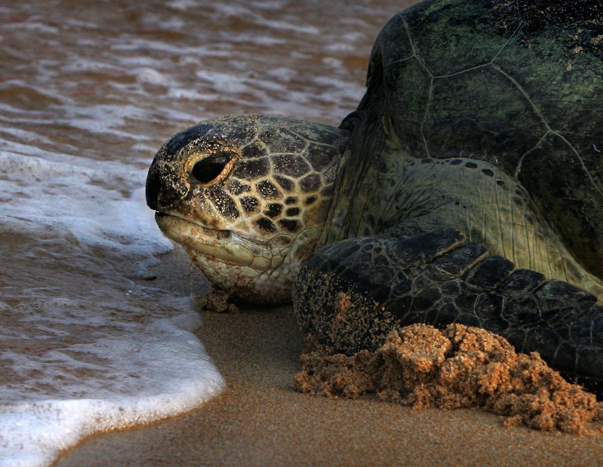 ajplus's tweet photo. Green turtles are endangered.

They are critical to the marine ecosystem because they manage seagrass used as food or nurseries for other sea life.

Every year, thousands are:
▪️ Harvested for meat and traditional medicine
▪️ Caught and killed by fishing gear

#WorldTurtleDay https://t.co/E9escvry8h