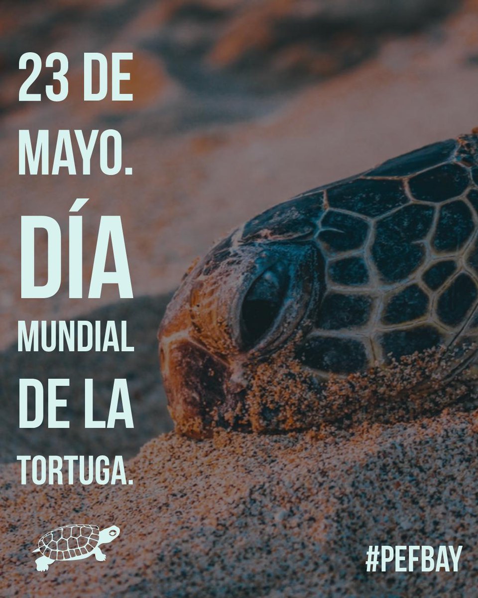 PBAYuc's tweet photo. #DíaMundialDeLaTortuga nace para concientizar sobre la diversidad de tortugas marinas y terrestres, así como la importancia de conservarlas. https://t.co/pItqCneMf9