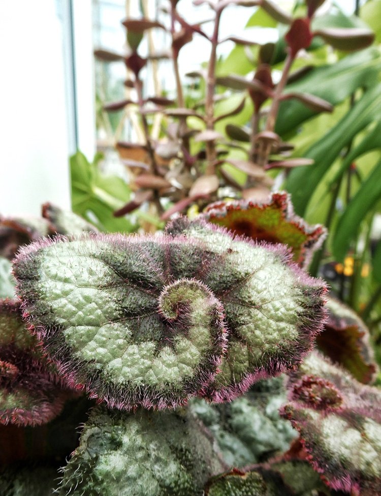 floriansbotanic's tweet photo. Double Tap if you love Begonias 👋

I have 4 types of indoor Begonias. This one is called 'Escargot' ...obvs 😂.  They are loving the greenhouse but I'm having to keep it well ventilated as they are susceptible to powdery mildew. 😳
 #talkplantytome #plants4inspo https://t.co/2iSWq1bwZG