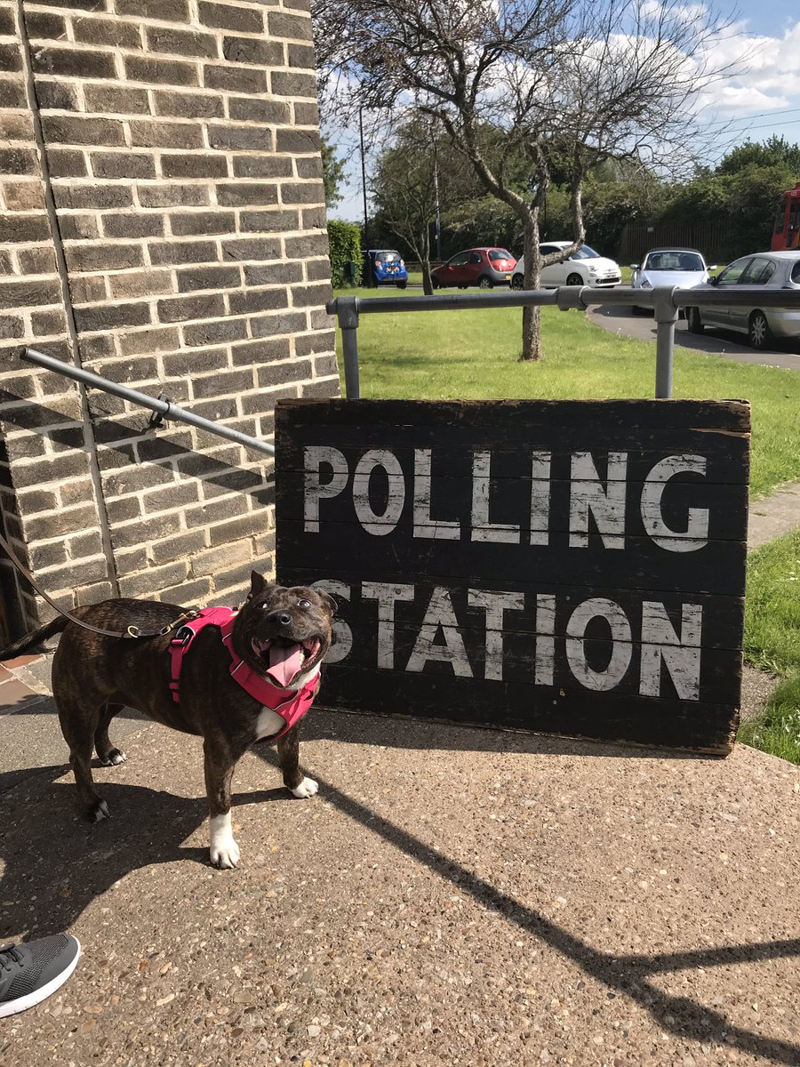Ellie has voted  🗳 #dogsatpollingstations2019 #EuropeanElections #DogsofTwittter #SheffieldIsSuper #adoptdontshop #ThursdayThoughts #ThursdayMotivation