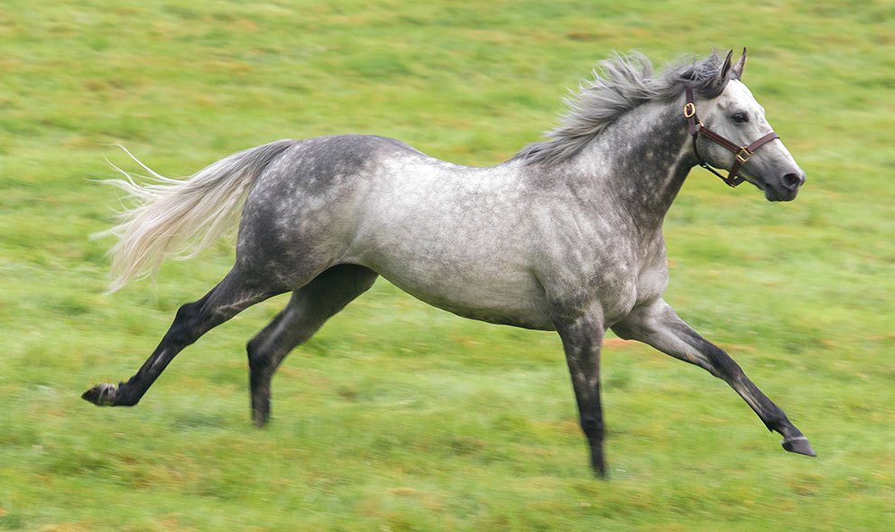 Darley (@darleystallions) on Twitter photo First-season sire #Outstrip records his first Black Type winner as Flippa the Strippa lands the 5f Listed National S <a href="/Sandownpark/">Sandown Park</a> First-season sire #Outstrip records his first Black Type winner as Flippa the Strippa lands the 5f Listed National S <a href="/Sandownpark/">Sandown Park</a>