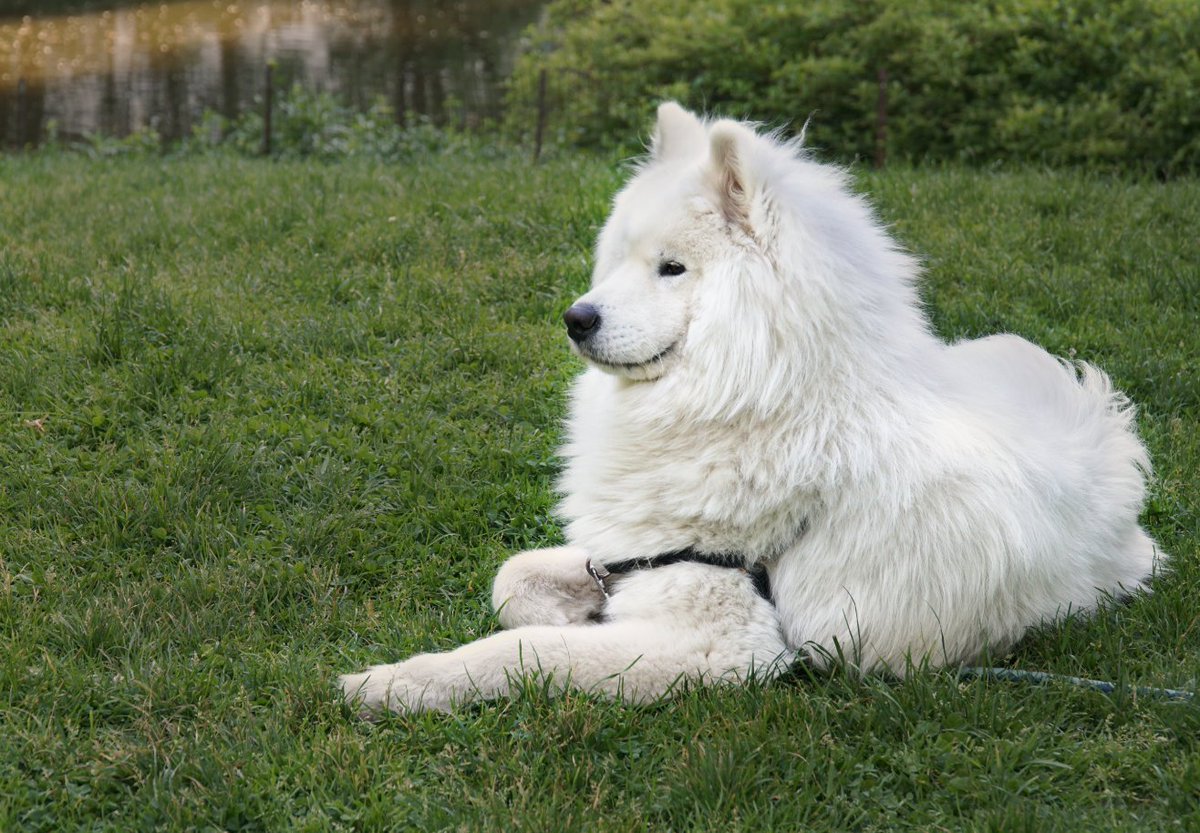 ibookery's tweet image. Really fluffy, cool and cute as a button Samoyed? at The Pond. @CentralParkNYC 
@My_Cen_ParkNYC @NYCParks #centralparkdogs