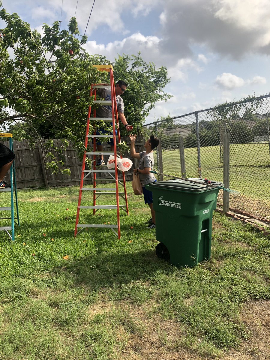 CoachRyanSolis's tweet photo. Athletes and coaches were excited to help out an elderly Pease neighbor with picking fruit from trees in her yard this morning. In the end athletes were given a huge thank you and surprised with the donation of the majority of peaches and oranges picked! #nisdpease #nisdathletics https://t.co/0DLw839k3Y