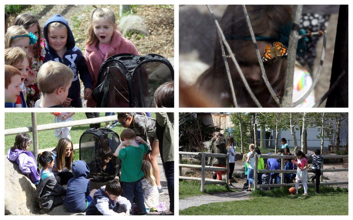 richlearningcbe's tweet photo. Our tradition continues - our kindergartens have done a tremendous job raising these gorgeous insects!  #butterflyrelease #richlearningcbe https://t.co/joU8wy8lz7