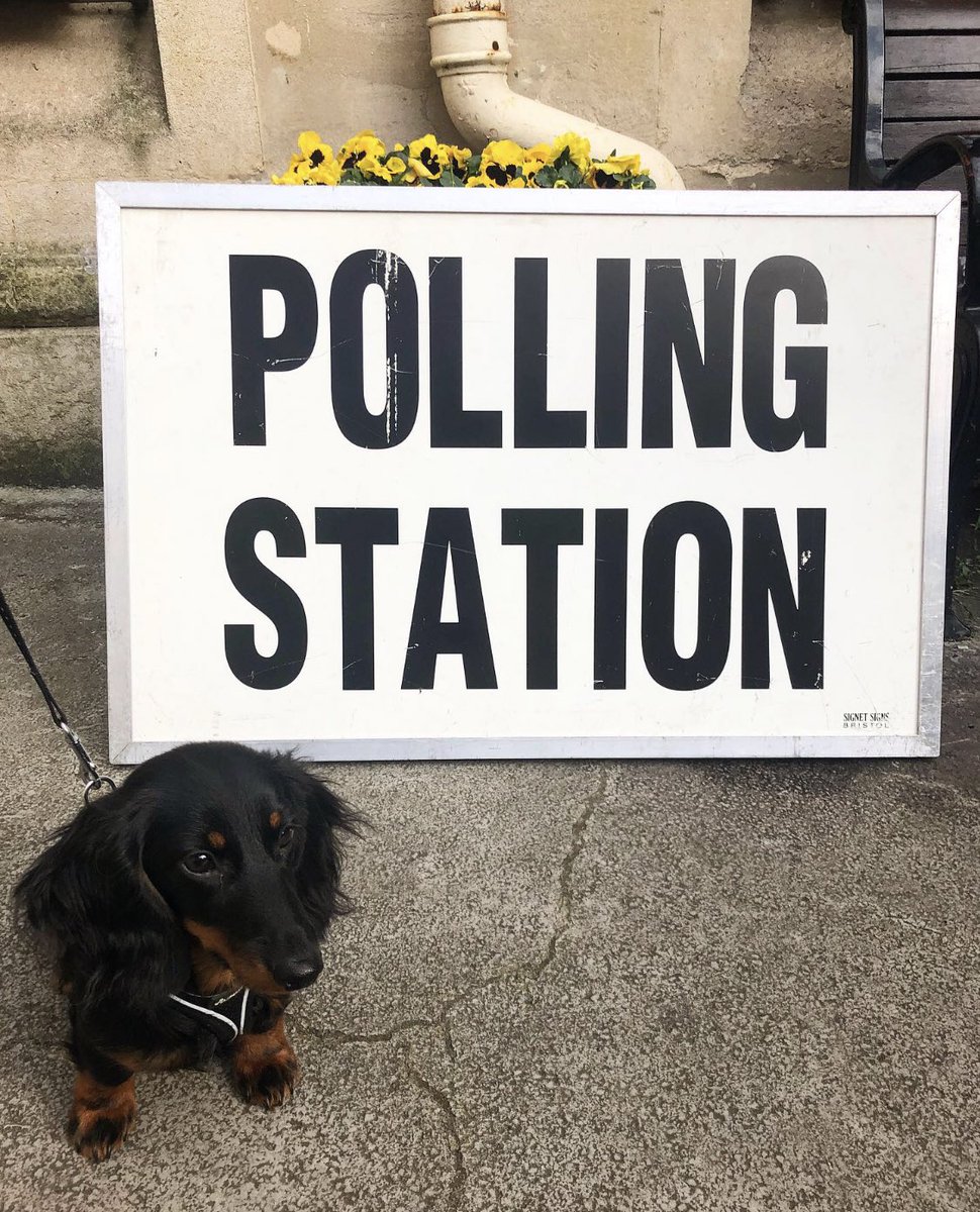 #dogsatpollingstations 🐶