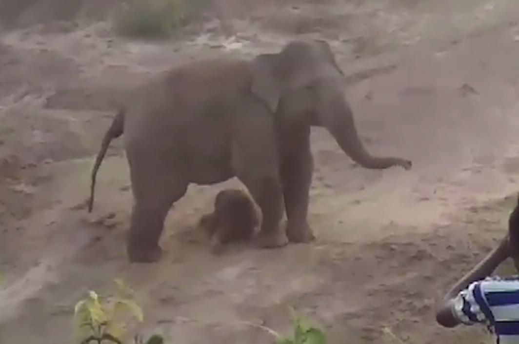 PBAYuc's tweet photo. #Nota #India | Una elefante atacó en defensa a un residente en la India, después de haber sido apedreados ella y su cría enferma por parte de los pobladores.

Enlaces:

https://t.co/a8p22VOX38

https://t.co/TSmzN4EkmH https://t.co/AJUacJOOpf
