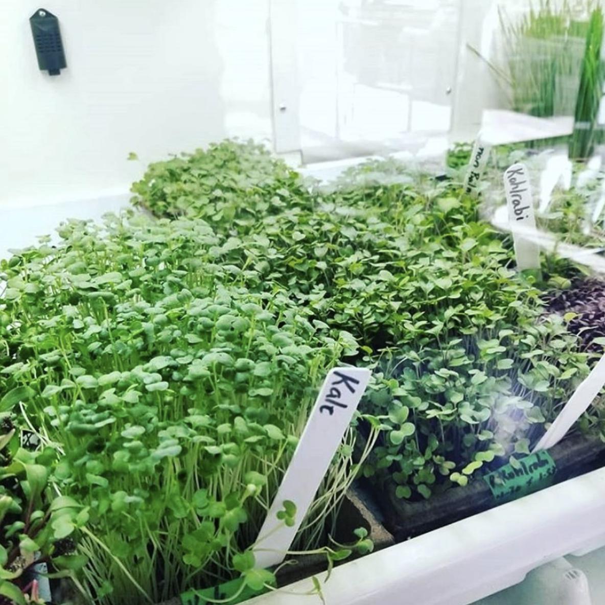 Beautiful kale micros waiting to go in a smoothie... or a salad... or whatever your heart desires. #yaletown #yvr