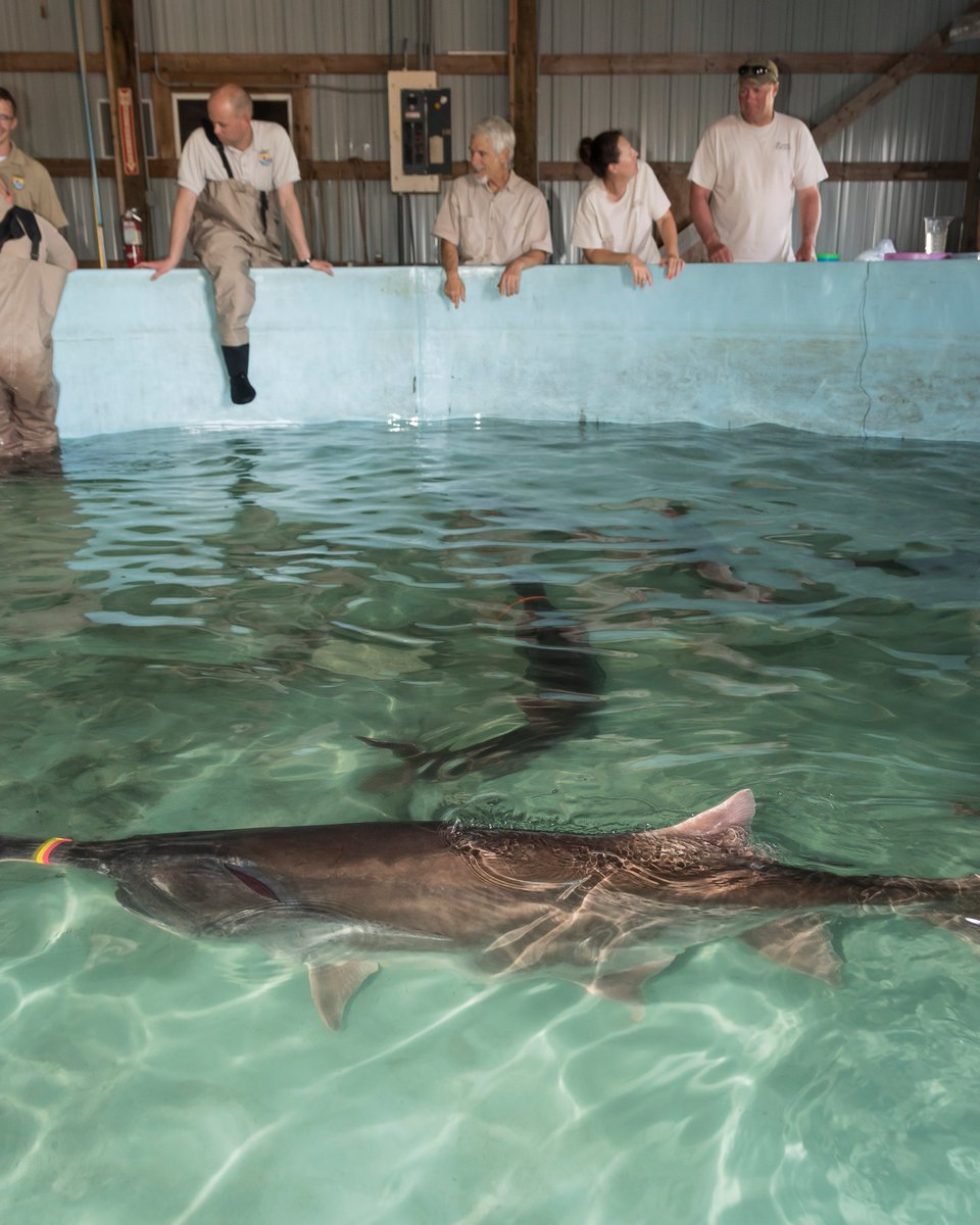 Gavins Point NFH tweet media